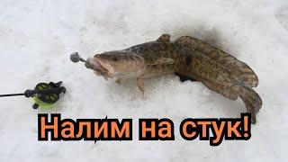 Налим на стук! Рыбалка на налима зимой!