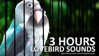 Lovebird Sounds 3 Hours - Dominant Pied Blue & Mauve Personata