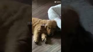 my 2 month old golden retriever