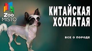 Китайская хохлатая - Все о породе