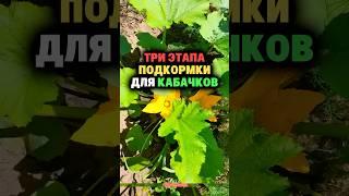 Три этапа подкормки для кабачков #дача #огород #секреты #сад #фитофтора #томаты #урожай