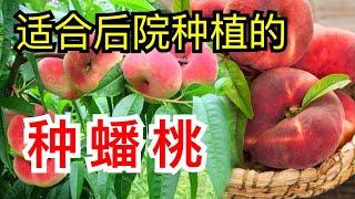 种蟠桃/果树的种植/適合在後院種植的果樹 How to Plant Flat Peach/Donut Peach/Saturn Peach