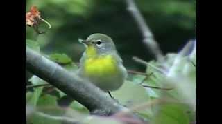 Northern Parula Warbler.mp4