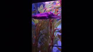 Cuttlefish at Sea Life Melbourne