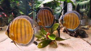 Wild Green discus community tank