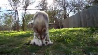 WOLF EATS CAT!