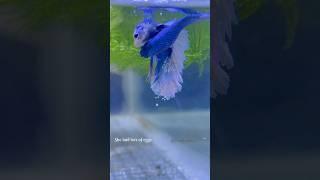 Betta fish laying eggs #short #breeding #shorts
