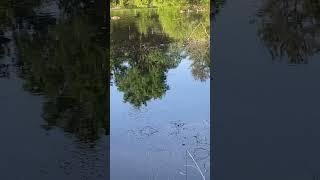 I see two families bring the young one for first day training In water