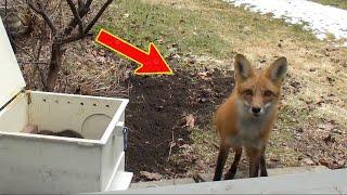 Saved from an accident by a man, the fox returned to thank him, but then...