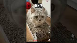 смешной кот @Nedzvedskaya