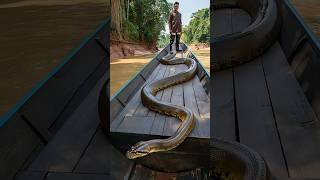 Crew Drags Giant Anaconda by Tail on Deck – Dangerous! #AnacondaChallenge, #JungleAdventure