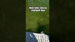Water Heifer Stole my Largemouth Bass ￼