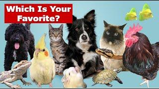 The 10 Most Popular Pets in the US: Which Ones Top the List?