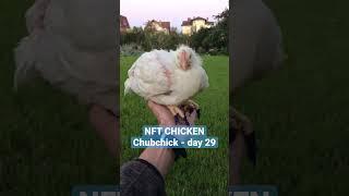 NFT Chicken - Chubchick. Day 29