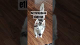 How to train a husky #huskytraining #dogtrainingtips #huskyworldwide #huskylife #funnyhuskydog #fun