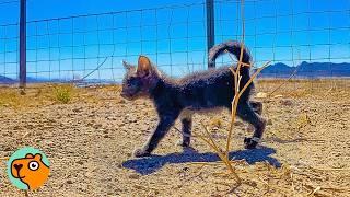 Guy Finds Tiny Kitten In a Desert. Now She's His Daughter  | Cuddle Buddies
