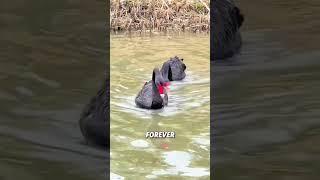 Same-sex couple in the swan#animals #funnyanimal #funny #swan