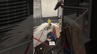 Сушилка для попугаев  #parrotworld  #slowmotion #cockatoos