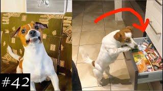 Jack Russell Terrier Compilation | Smiling & Stealing Treats