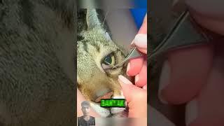 mengeluarkan sesuatu dari mata kucing #cat#shortvideo#youtubeshorts