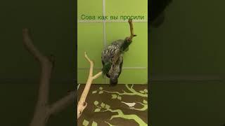 #чай #совы #сова #совушка #совунья #owl @СовиныйДом-ъ1б это их канал