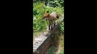 Cute Fox Play Pretty Wild Fox