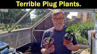 Terrible Plug Plants | Jparkers | Online Sellers | Potting On | Green Side Up