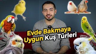 Evde Beslemek İçin En Uygun 8 Kuş Türü (HANGİ KUŞ TÜRÜNÜ BESLEMELİYİM?)