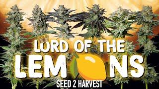 5 AMAZING Lemon and Citrus Phenos! Lord of the Lemons Seed To Harvest