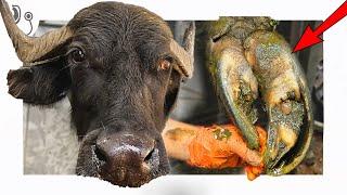 I fixed this HUGE BUFFALO's HOOVES!!