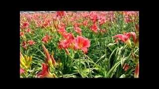 Best Perennials - Hemerocallis Little Business