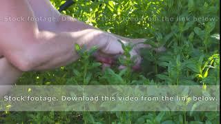 Woman collects herb mint
