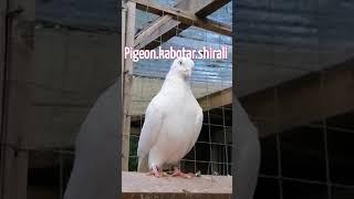 Iranian pigeon pure breed ( Araki ) shirali کبوتر اراکی اصیل در انگلستان. بیرمینگهام. شیرالی