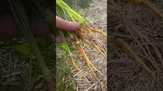 Overseeding Carrots? Here’s Why You Must Thin Them Out! 