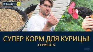 Супер корм своими руками для курицы: проращиваем зерно. Птицеводство ТВ #16