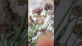 달래씨앗받아서 달래를 길러 먹어요.  달래는 뿌리(종구)로도 재배가 가능하지만, 씨앗(주아)으로도 재배를 할수 있어요. #달래 #달래씨앗 #달래주아 #달래씨앗받는법