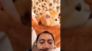 #cat #kitten #pets #cute