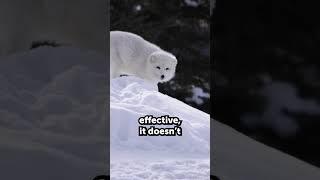 Earth In 15 Seconds - The Arctic #nature #earth #animals