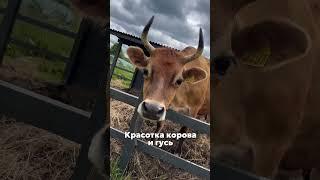 Семейная сыроварня Михаила Ананьевадер. Рыбицы, Гатчинский район #спб #питер #обзор #сыроварня