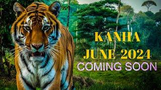 Discover Kanha National Park: An Unforgettable Wildlife Safari Journey | June 2024