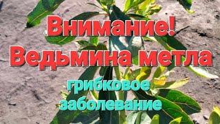 Ведьмина метла!!! Инфекционное грибковое заболевание