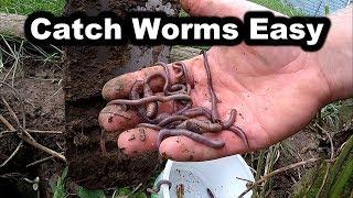 How to Catch Worms in Your Backyard - No Digging - How to Find Worms for Fishing