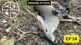 SURPRISE BUCK ON THE GROUND with a BOW  |  PUBLIC LAND GRIND ep 14