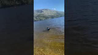Getting more comfortable each time though! #dogswimming #dogslearningtoswim #dogsoftiktok #pupp