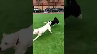 Yakutian Laika Playing