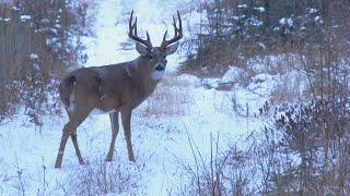 Hunting a 190” Typical Whitetail in Alberta | Canada in the Rough