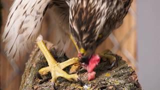 Яструб Великий  (Accipiter gentilis)