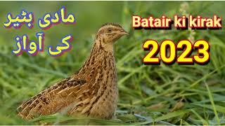 مادی بٹیر کی آواز //Batair ki kirak 2023