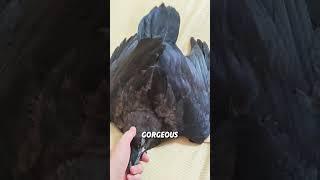 The most unjust bird#animals #funny #funnyanimal #crow
