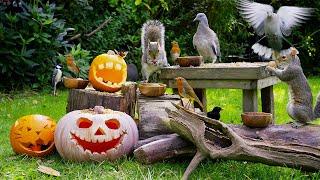 Relaxing Cat TV  Birds & Squirrels Discover Food at the Pumpkin Patch  Nature Videos for Cats 4K